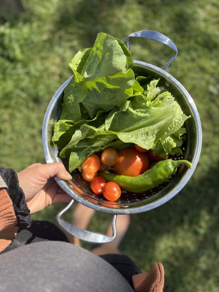 harvesting fall garden crops