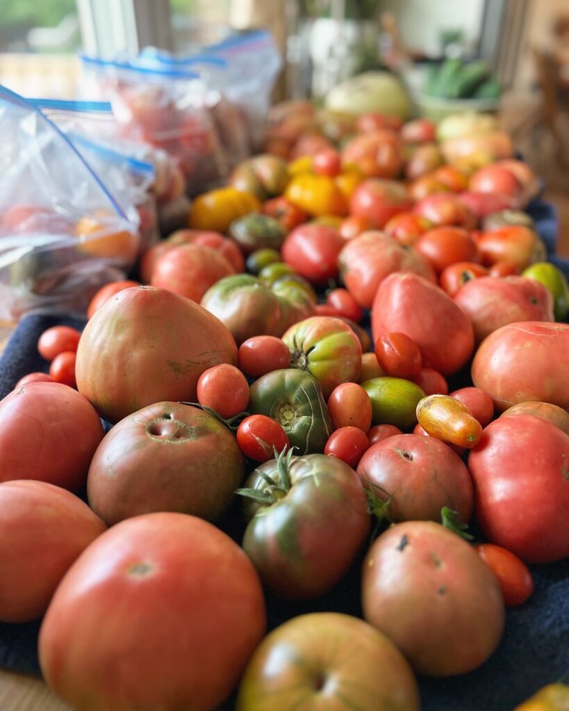 harvesting fall garden crops