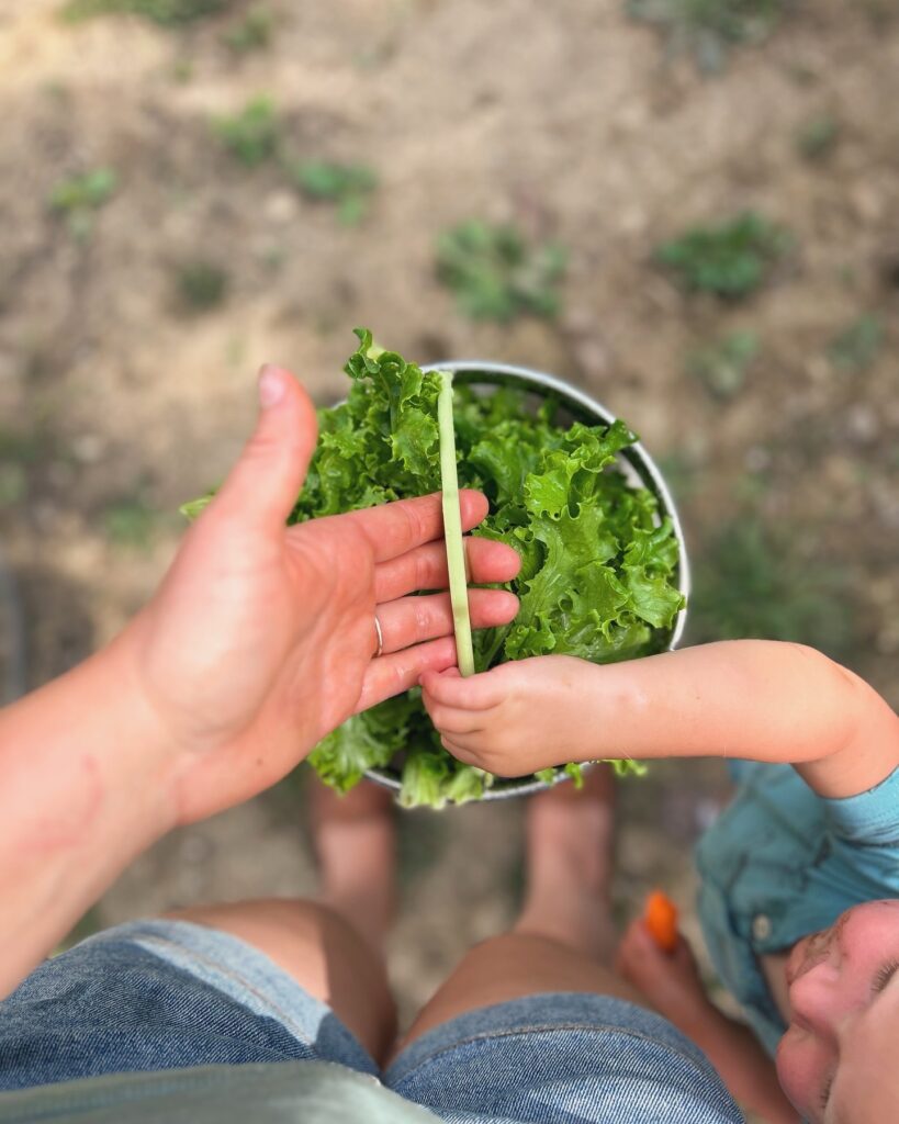 harvesting fall garden crops