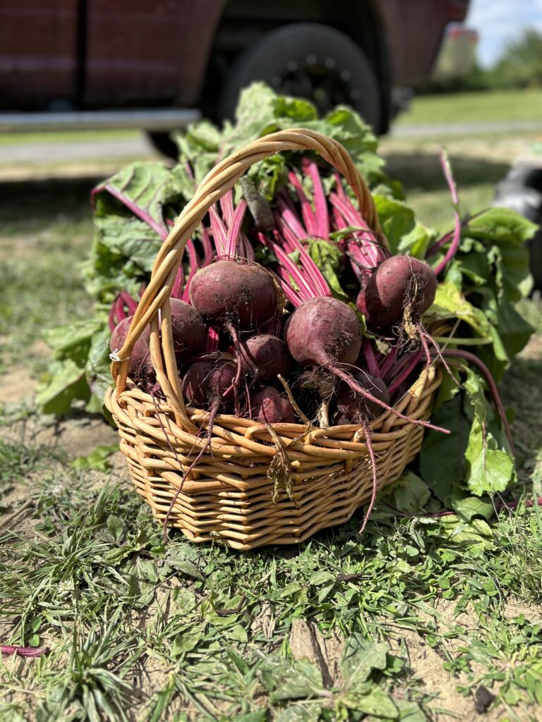 harvesting fall garden crops