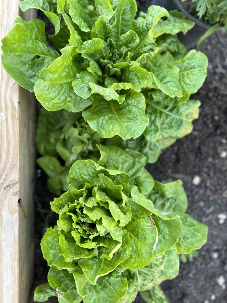 harvesting fall garden crops
